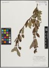 Foto von Salix appendiculata Vill. x Salix purpurea L.